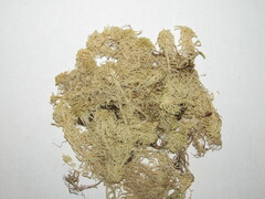 Sphagnum fallax