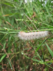 Erebidae