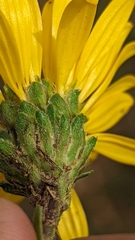 Pyrrocoma clementis clementis