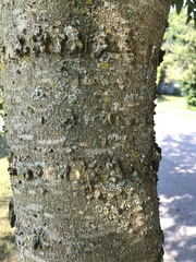 Celtis occidentalis