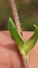 Pyrrocoma clementis clementis