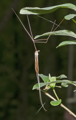 Brachypremna dispellens