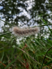 Erebidae