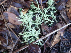 Cladonia leporina