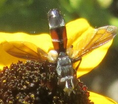 Cylindromyia intermedia