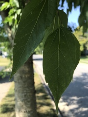 Celtis occidentalis
