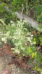 Eupatorium torreyanum