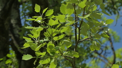 Populus alba