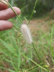 Erebidae