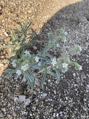 Oreocarya suffruticosa