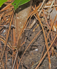 Brachypremna dispellens