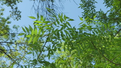 Fraxinus angustifolia