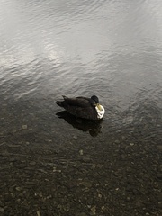 Anas platyrhynchos domesticus