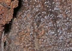 Brachypremna dispellens