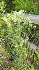 Eupatorium torreyanum