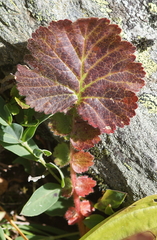 Geum montanum