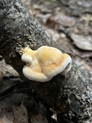 Mensularia radiata