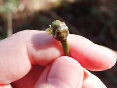 Xyris platylepis