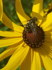 Eristalis dimidiata