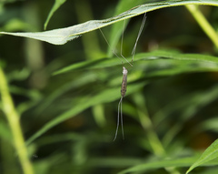 Brachypremna dispellens
