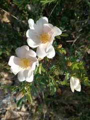 Rosa spinosissima