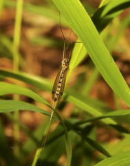 Brachypremna dispellens