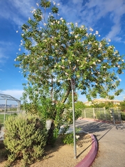 × chitalpa tashkentensis