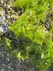 Ulva