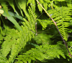 Brachypremna dispellens