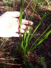 Xyris platylepis