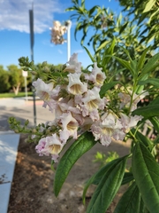× chitalpa tashkentensis