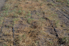 Sanguisorba occidentalis