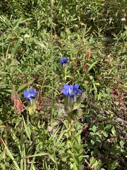 Gentiana parryi