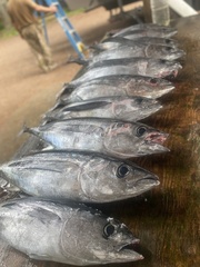 Thunnus alalunga