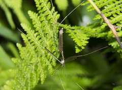 Brachypremna dispellens