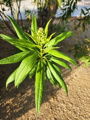 × chitalpa tashkentensis