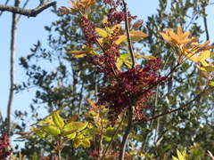 Pistacia terebinthus