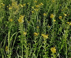 Pentanema salicinum