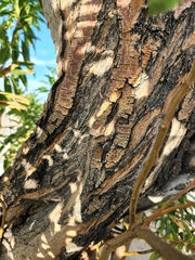 × chitalpa tashkentensis