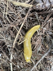 Ariolimax columbianus