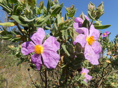Cistus albidus