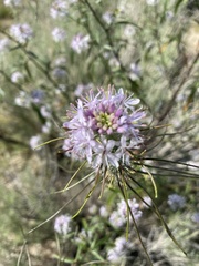 Thelypodium wrightii