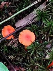 Cantharellus cinnabarinus