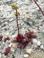 Crassula clavata