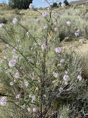 Thelypodium wrightii