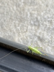 Meconema meridionale