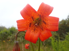 Lilium maritimum