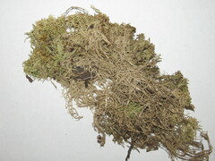 Sphagnum flexuosum