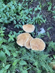 Leucopaxillus gentianeus