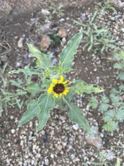 Helianthus petiolaris